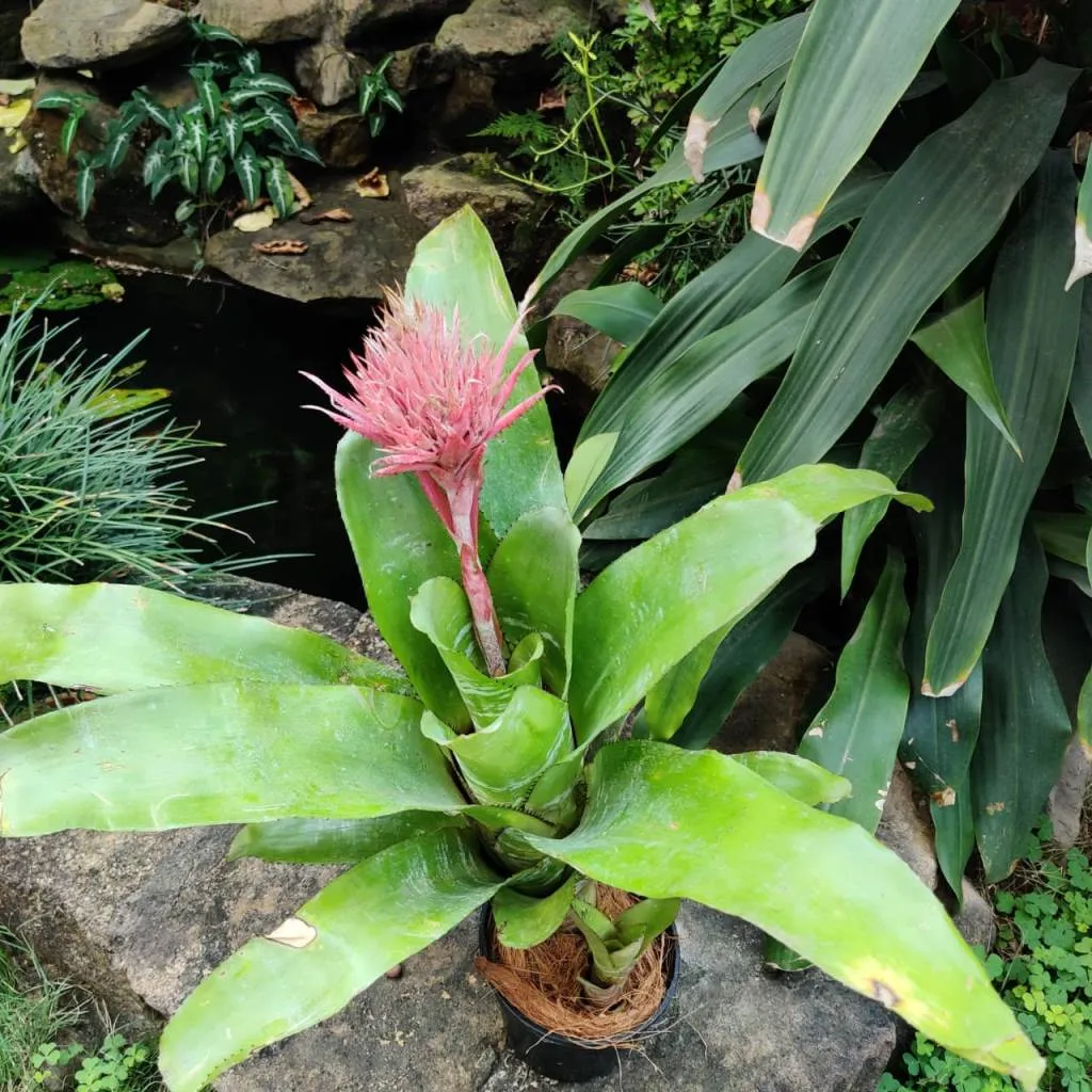 Aechmea fasciata Plant