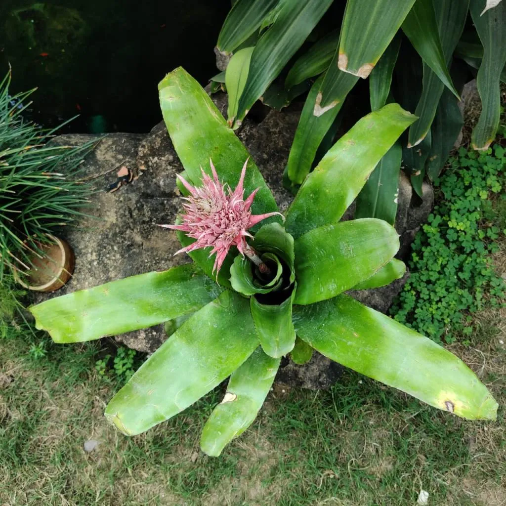 Aechmea fasciata Plant