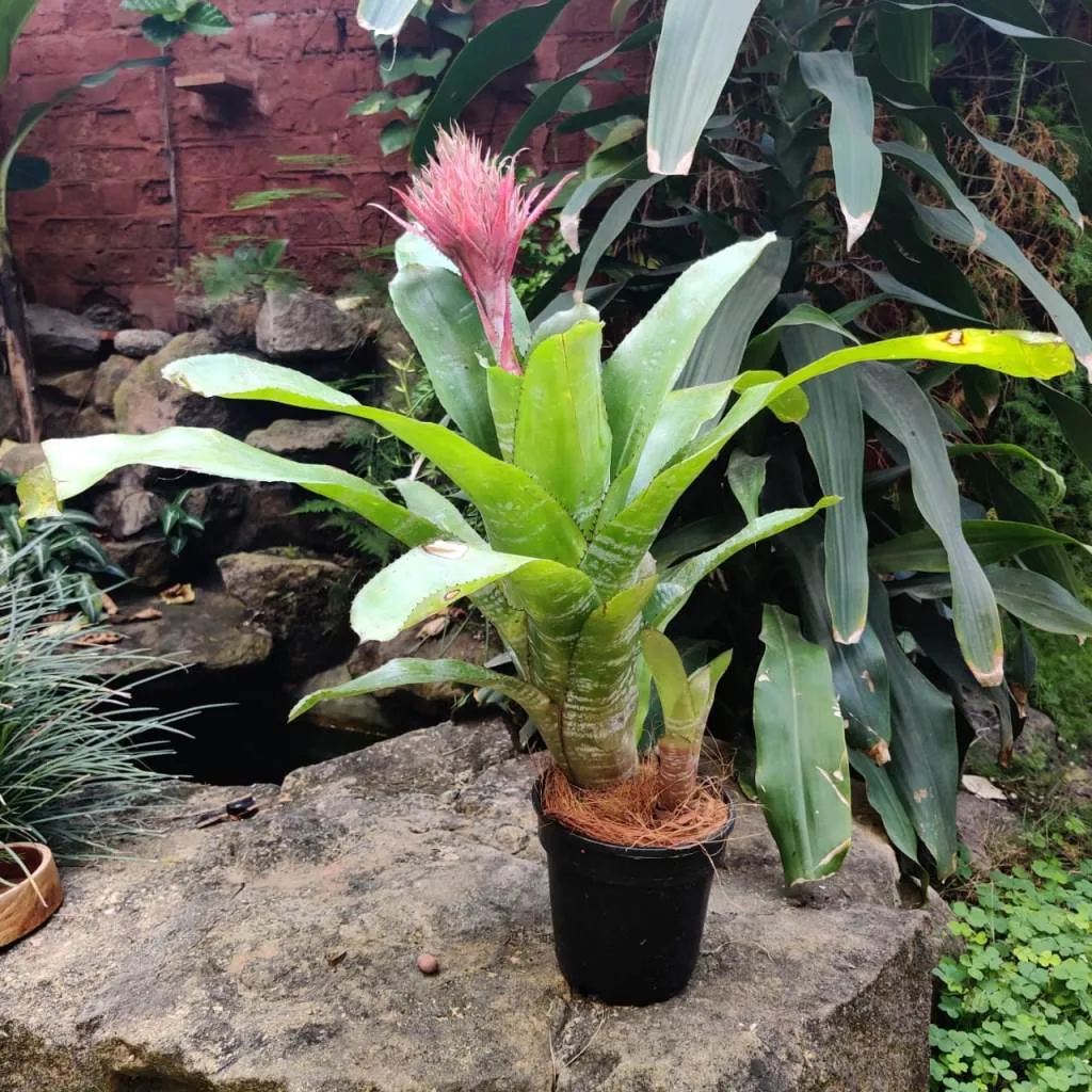 Aechmea fasciata Plant