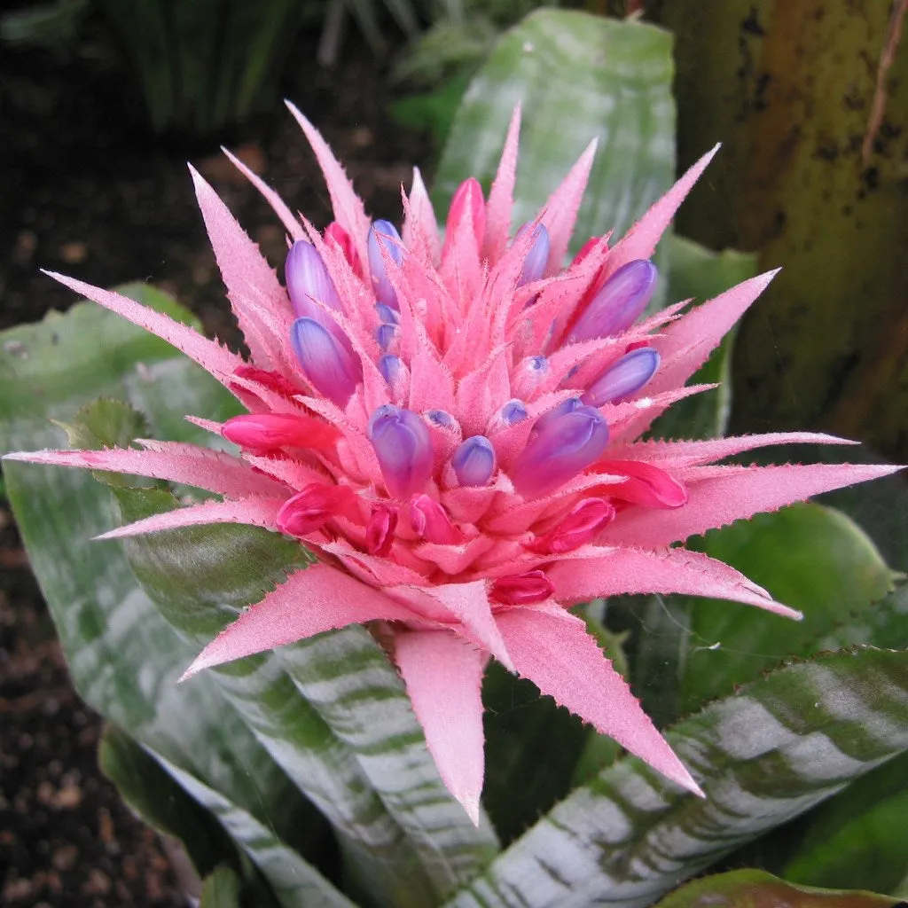 Aechmea fasciata Plant