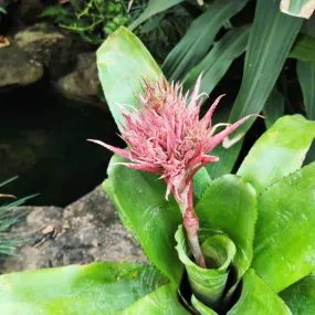 Aechmea fasciata Plant