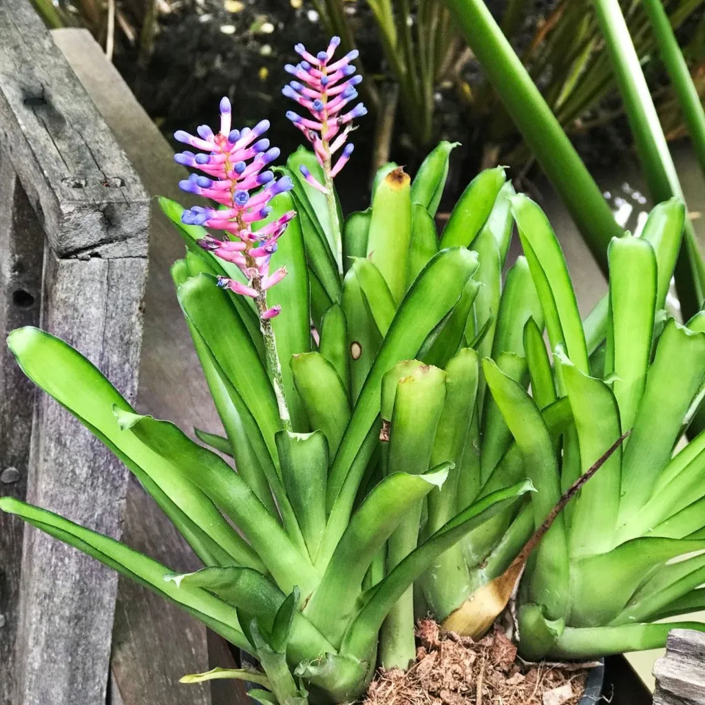 Aechmea gamosepala Plant