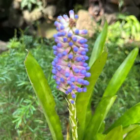 Aechmea gamosepala Plant