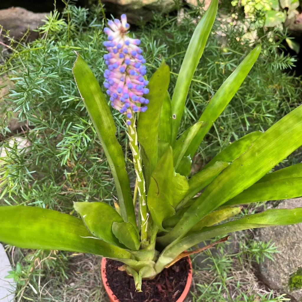 Aechmea gamosepala Plant