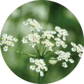 Caraway Essential Oil - Living Libations