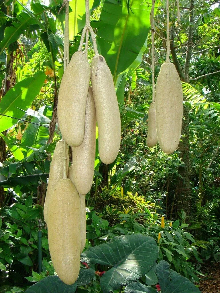 Sausage Tree Kigelia pinnata 10 Seeds  USA Company