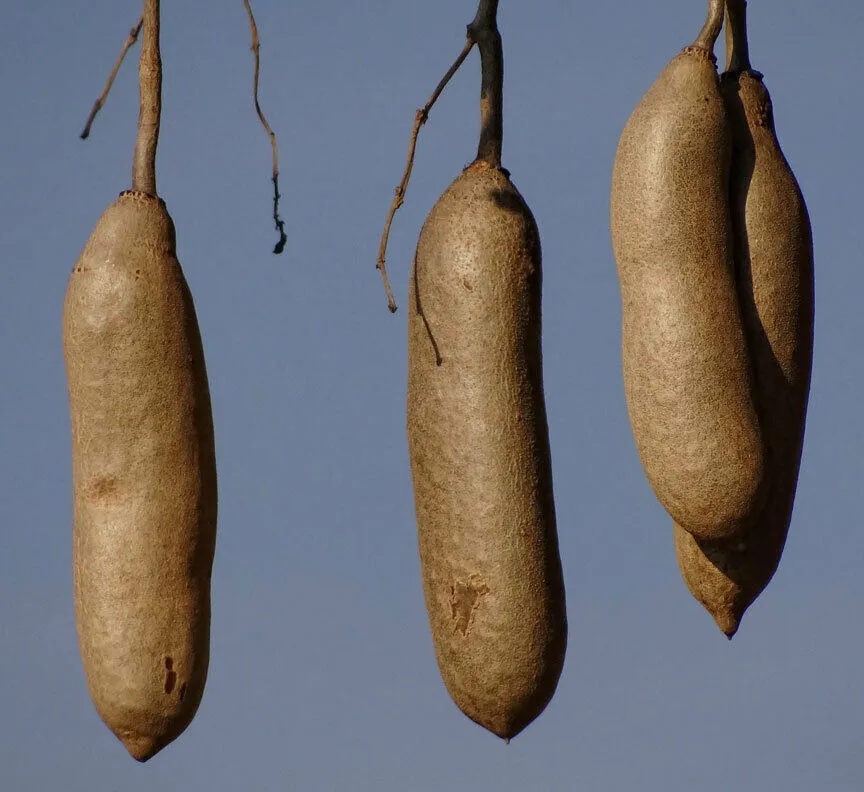 Sausage Tree Kigelia pinnata 10 Seeds  USA Company