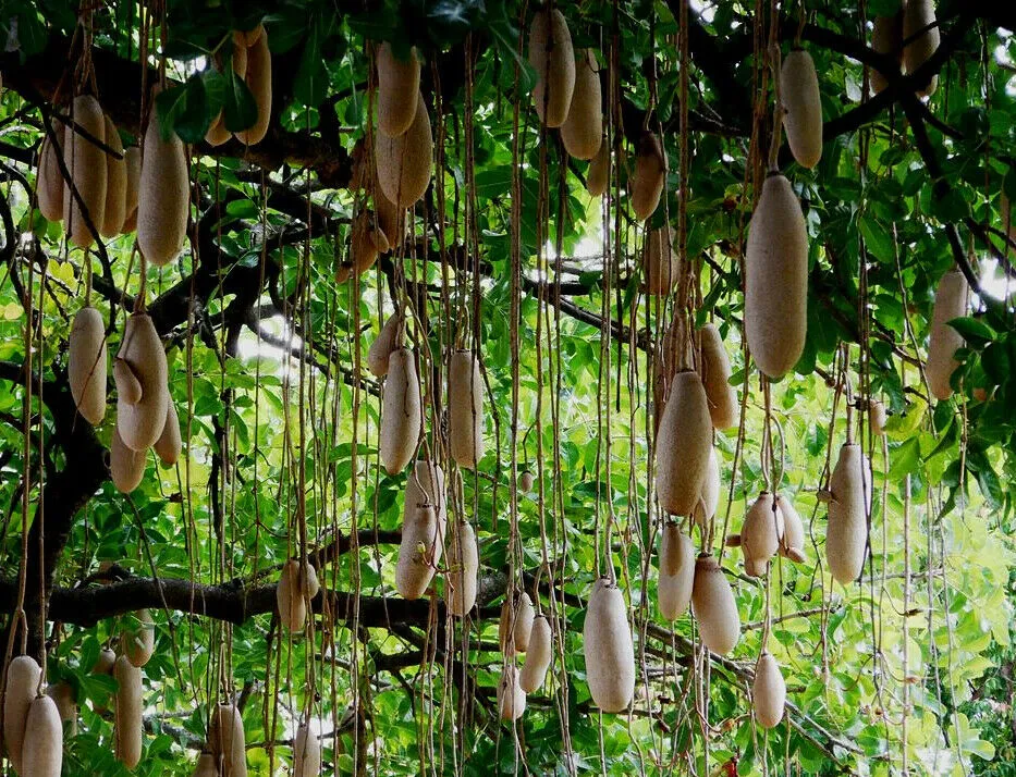 Sausage Tree Kigelia pinnata 10 Seeds  USA Company