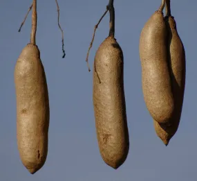 Sausage Tree Kigelia pinnata 20 Seeds  USA Company