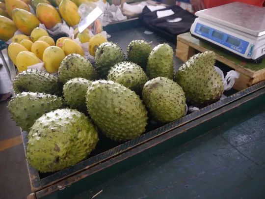 Soursop Guanabana Annona muricata 5 Seeds  USA Company