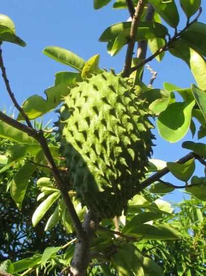 Soursop Guanabana Annona muricata 5 Seeds  USA Company