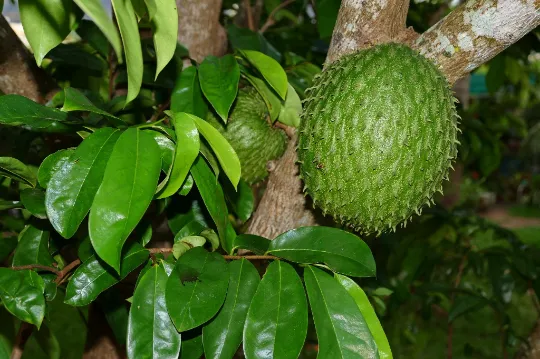 Soursop Guanabana Annona muricata 5 Seeds  USA Company