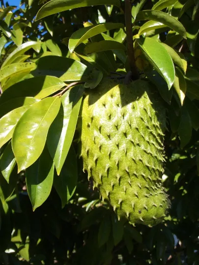 Soursop Guanabana Annona muricata 5 Seeds  USA Company