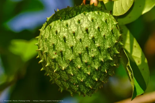 Soursop Guanabana Annona muricata 5 Seeds  USA Company